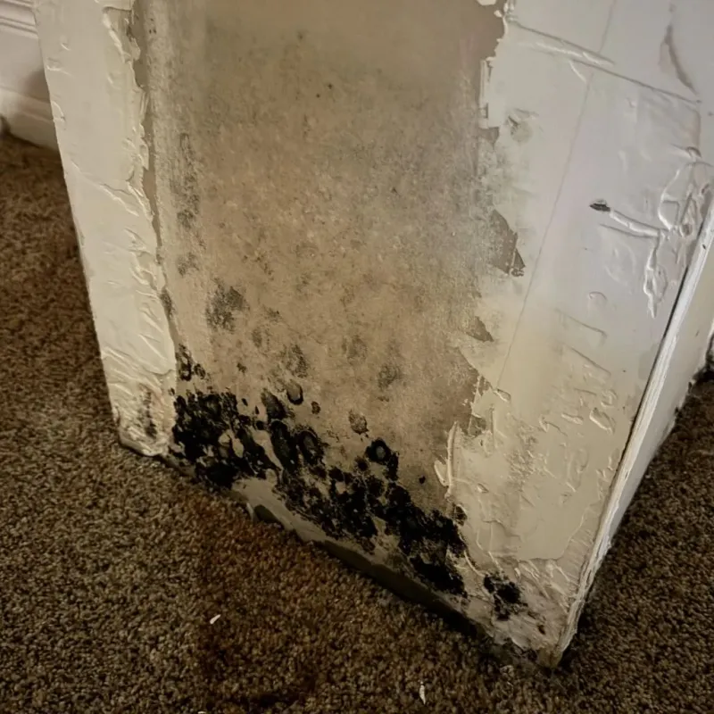 Professional Mold Removal in Osceola County, IA